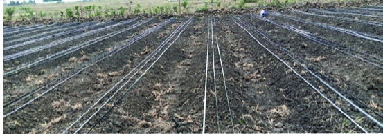 Modern drip irrigation system installation