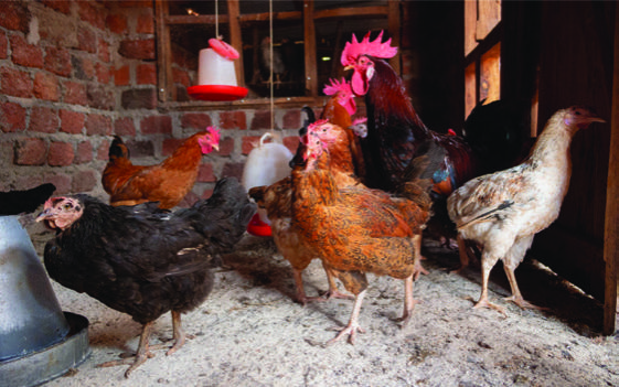 Healthy poultry farming with veterinary care