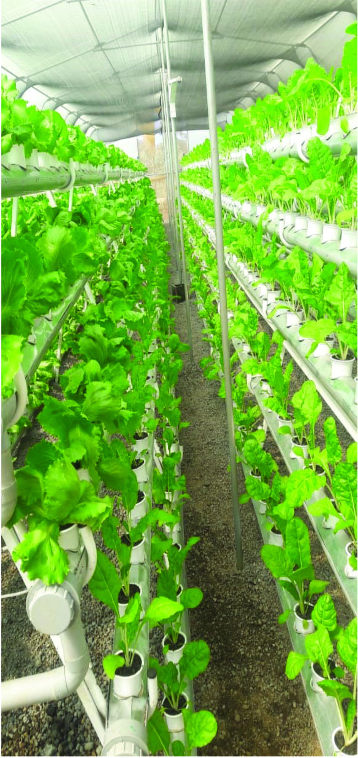 Modern agricultural technology and farm equipment in Kenya