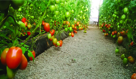 Fresh tomato harvest from modern farming